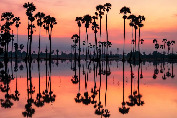 Silueta Cukrové Palmy Panoramatickým Odrazem Vodě Soumraku Úsvitu Dongtan Sam — Stock fotografie
