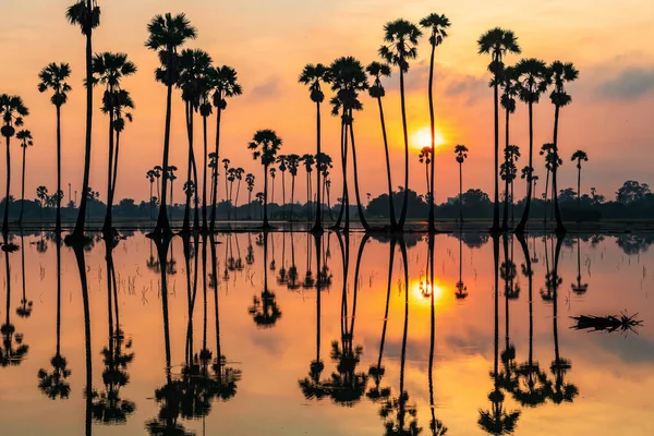 Siluet Şeker Palmiye Ağaçları Gün Doğumunda Gökyüzü Alacakaranlık Üzerine Yansıyan — Stok fotoğraf