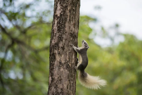 Petit Écureuil Mignon Grimpant Sur Arbre Avec Fond Vert Arbre — Photo