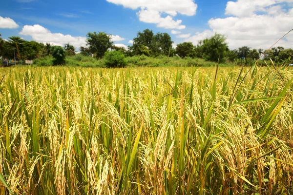 Campo de arroz con arroz —  Fotos de Stock