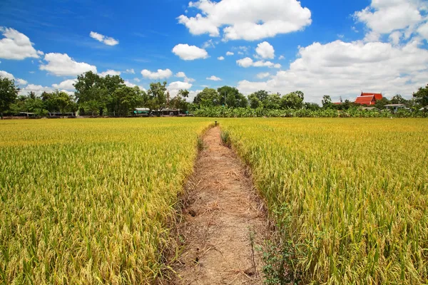 Sätt på grönt ris fält mot blå himmel — Stockfoto