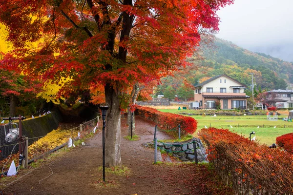 Ahornkorridor Oder Momiji Tunnel Mit Bunten Herbstbäumen Morgen Kawaguchiko Yamanashi — Stockfoto