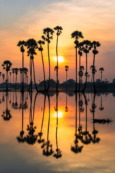 Silüet Şeker Palmiye Ağacı Çiftliğinin Dikey Manzarası Gün Doğumunda Birikintisi — Stok fotoğraf