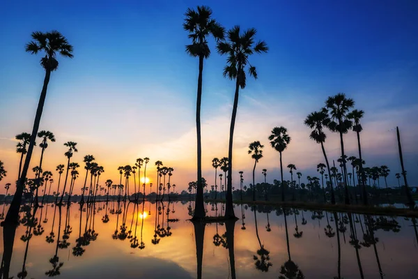 Silueta Cukrové Palmy Panoramatickým Odrazem Vodě Před Rýžovištěm Při Východu — Stock fotografie