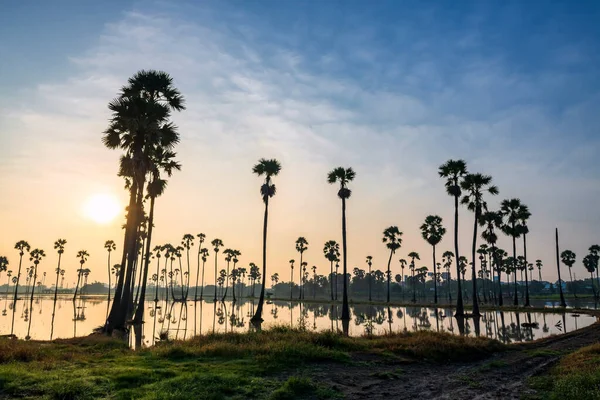 sugar palm farm with reflection on water pond before rice plant at sunrise, Dongtan Sam Khok, Pathum Thani, Thailand. Famous travel destination of tropical country, Siam.