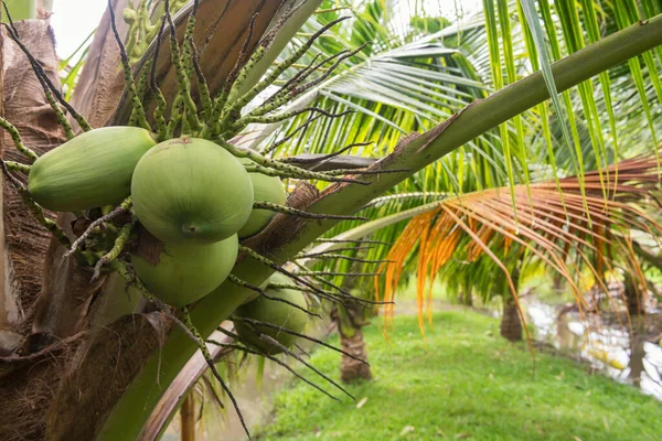 小さな運河のある農場の小さなヤシの木にたくさんのココナッツがあります 熱帯地方の農業 — ストック写真