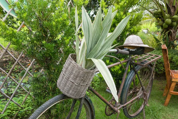 ラタンバスケットの植物とレトロな古い自転車は帽子とドワーフのヤシの木と公園に立っています — ストック写真