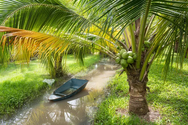 Bündel Von Kononüssen Auf Einem Kokosnussbaum Einer Farm Mit Boot — Stockfoto