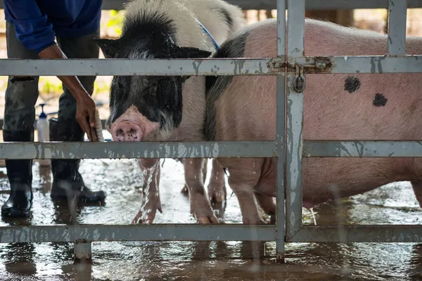 Spraying Water Two Big Fat Pigs Soaping Bath Farm Pen — Stock Photo, Image