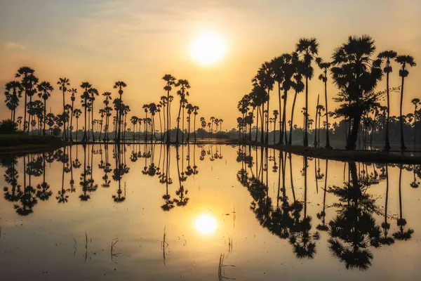 Silhouette Palmiers Sucre Avec Réflexion Sur Eau Après Lever Soleil — Photo