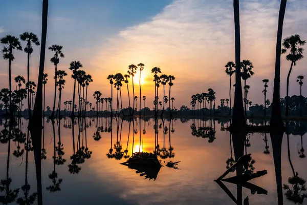 Gün Doğumunda Ağaçtan Yansıyan Suyla Birlikte Kuru Şeker Palmiye Yaprağı — Stok fotoğraf