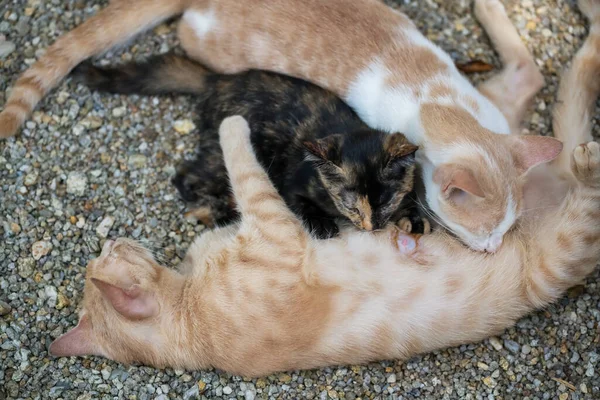 Mother Yellow Cat Nursing Its Kids Outdoor Feeding Two Baby — Stock Photo, Image