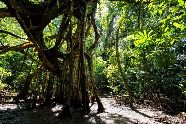 100 Let Banyan Strom Jaře Lesa Malé Amazonky Nebo Sang — Stock fotografie