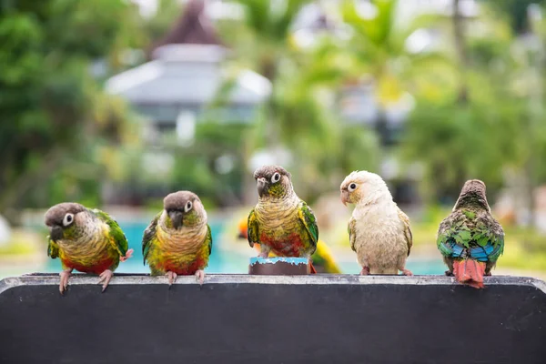 Grupo Coloridos Pájaros Loro Pie Pancarta Madera Con Espacio Para —  Fotos de Stock