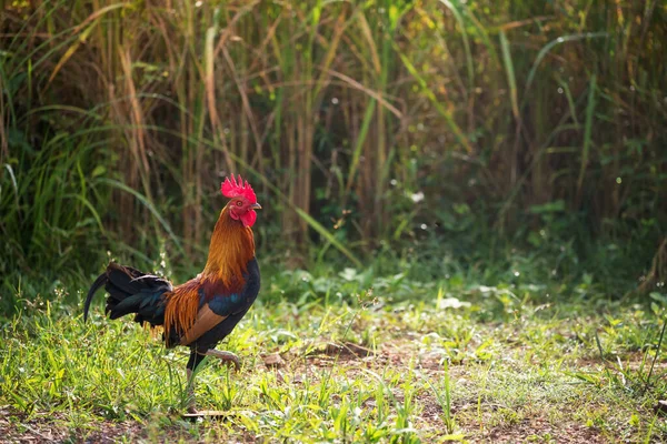 Male Bantam Chicken Walk Field Jasmine Paddy Rice Sunrise Light — Stock Photo, Image