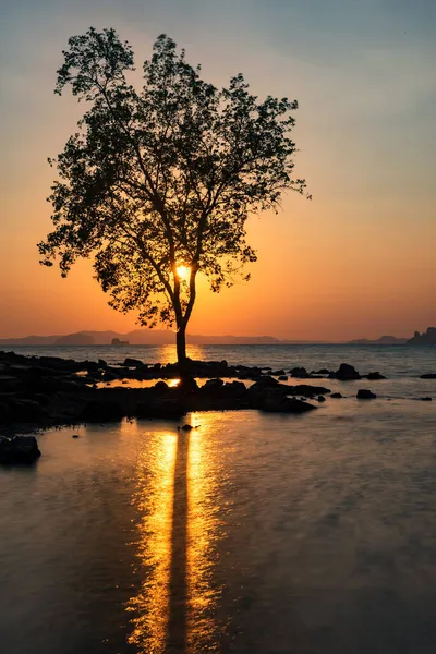 Gün Batımında Ayakta Duran Ağaç Hareketli Deniz Manzarasının Silueti Tayland — Stok fotoğraf