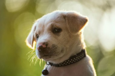 Gün batımında yeşil bahçede, arka planında ışık saçan şirin Labrador köpek yavrusu portresi. Sevimli saf köpek..