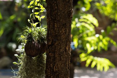 İspanyol yosun bitkisi, Tillansia usenoides, ağaçta asılı güneş ışığıyla bokeh arka plan. Bahçe dekorasyonu