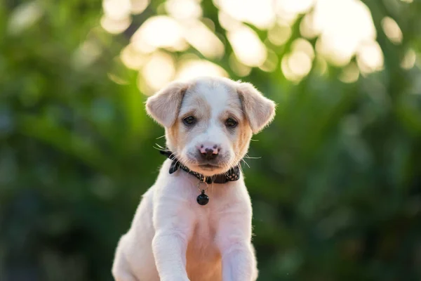 Retrato Primer Plano Pequeño Cachorro Marrón Jardín Verde Con Fondo —  Fotos de Stock