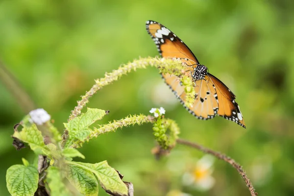 Farfalla Monarca Arancio Fiore Carpel Primavera Con Verde Sfocato Foglia — Foto Stock