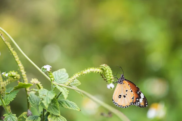 Farfalla Monarca Arancione Fiore Carpel Primavera Con Verde Verde Foglia — Foto Stock