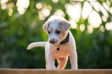 Şirin Labrador av köpeği güneş batarken parkın tahta patikasında doğal ışık bokeh 'i ile yürüyor. Bahar bahçesinde sevimli köpek portresi.