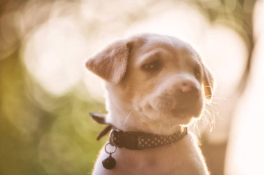 Tapılası, meraklı Labrador Retriever yavrusu gün batımında yeşil bahçedeki yeşil yapraklı bir şeye bakıyor. Baharda parkta şirin bir safkan köpek..