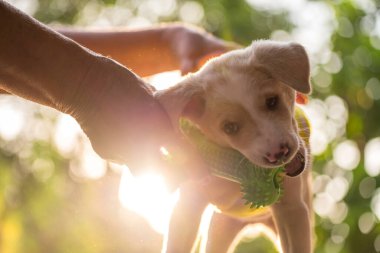 Sarı kazak giysili köpek yavrusu labrador av köpeği. Gün batımında hafif foiage bokeh ile birlikte eski sahibinin elinden alınan kemik oyuncağı. Bahçedeki şirin, saf köpekle oyna..