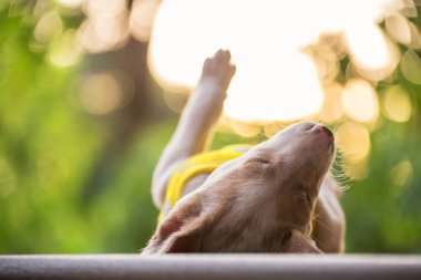 Sarı süveter giysili şirin labrador retriever köpek yavrusu ya da şekerleme günbatımında açık yeşillikli bahçenin zemininde ön bacağını kaldır. İlkbaharda ya da kışın parkta sevimli safkan bir köpek..