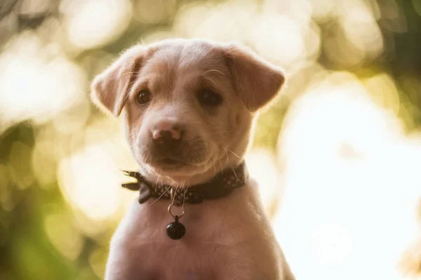 Portrait Cute Labrador Retriever Puppy Black Collar Green Garden Light — Stock Photo, Image