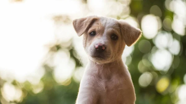 Retrato Cachorro Bonito Labrador Retriever Jardim Verde Com Folhagem Bokeh — Fotografia de Stock