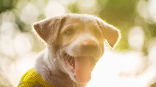 在落日的时候 穿着黄色毛衣的可爱的拉布拉多猎犬在绿色的花园里笑着 背景是浅绿色的 冬季公园里可敬的纯种狗 — 图库照片