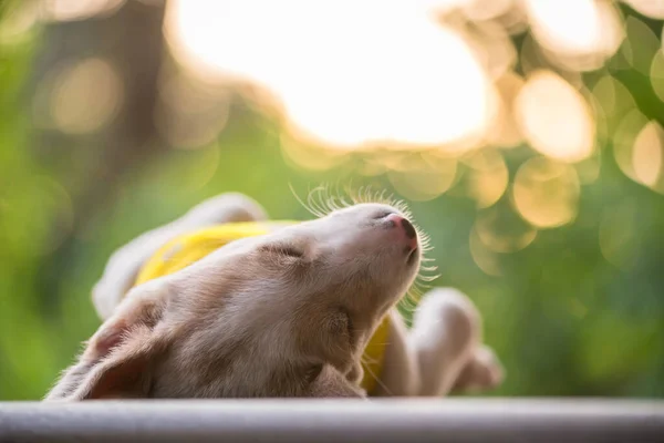 Cute Labrador Retriever Puppy Yellow Sweater Cloth Sleep Nap Floor — Stock Photo, Image