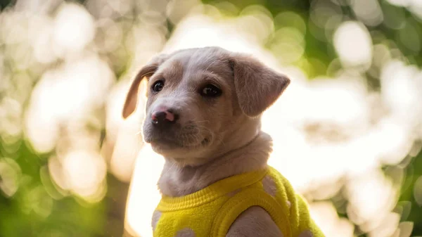 Retrato Cachorro Bonito Labrador Retriever Pano Suéter Amarelo Jardim Verde — Fotografia de Stock