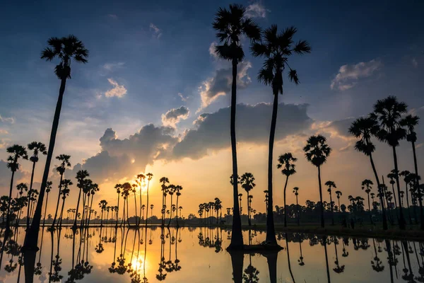 Sarı Gündoğumu Bulut Yansıması Olan Siluet Şeker Palmiye Ağaçları Dongtan — Stok fotoğraf