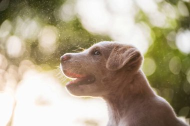 Gün batımında yeşil bahçede yeşil yapraklı, gülümseyen Labrador av köpeği portresi. Sevimli safkan köpek yağmurda mutlu..