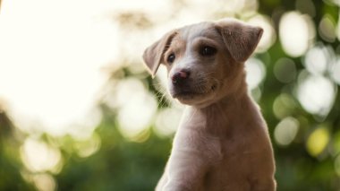 Gün batımında yeşil bahçede yeşil yapraklı, gülümseyen Labrador av köpeği portresi. Sevimli safkan genç köpek yeşil park ortamının tadını çıkar..