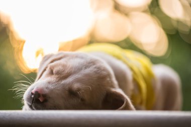 Sarı kazaklı köpek yavrusu labrador retriever ya da gün batımında yeşil bahçenin zemininde şekerleme yapar. İlkbaharda ya da kışın parkta sevimli safkan bir köpek..