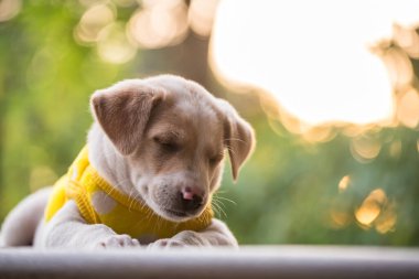 Sarı kazaklı köpek yavrusu Labrador Retriever uyur ya da gün batımında yeşil bahçenin zemininde açık yeşillikle otururken kestirir. İlkbaharda ya da kışın parkta sevimli safkan bir evcil köpek..
