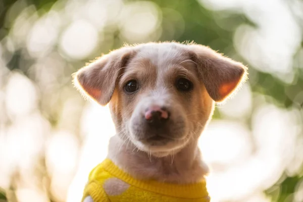 Retrato Cachorro Bonito Labrador Retriever Pano Camisola Amarela Jardim Verde — Fotografia de Stock