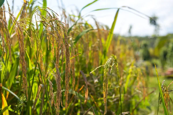Rice Field Close Yellow Ripe Jasmine Rice Seed Green Leaves — Stock Photo, Image