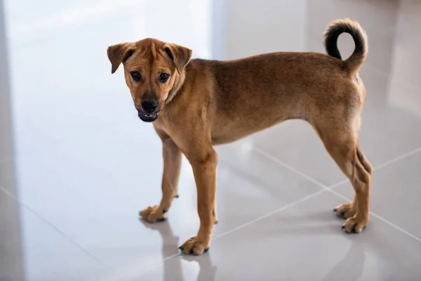 Porträtt Söt Brun Valp Hund Med Reflektion Golvet Inuti Huset — Stockfoto