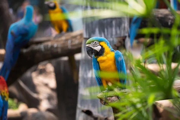 Сині Макаронні Папуги Гілці Зеленим Листом Портрет Дикої Тварини Зоопарку — стокове фото