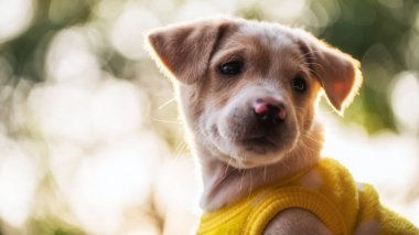 Portrait of labrador retriever puppy in yellow sweater cloth at green garden with light foliage bokeh background at sunset. Adorable purebred young dog in park at winter.