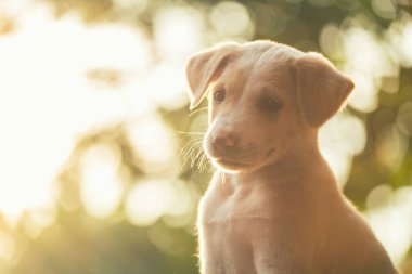 Portrait of cute labrador retriever puppy in green garden with light foliage bokeh at sunset. Adorable purebred dog look with curiousity in park at spring.