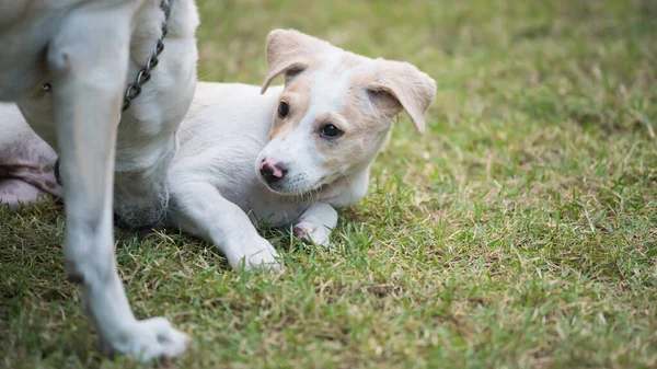 Mother Cream Dog Take Care Its Puppy Grass Field Cute — Stock Photo, Image