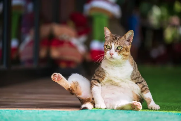 Таббі Милий Кіт Сидить Піднімаючи Ногу Показуючи Лапу Чарівна Домашня — стокове фото