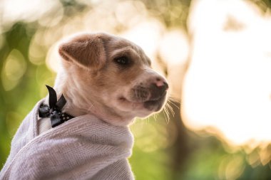Gün batımında hafif yeşillik bokeh arka planıyla duş aldıktan sonra banyo havlusuyla kaplanmış sevimli labrador av köpeği. Sevimli safkan köpek. Hayvan ya da hayvan bakımı sağlıklı bir yaşam tarzı..