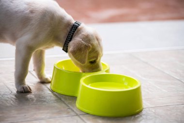 Labrador av köpeği yeşil plastik kaseden yiyor. 2 aylık köpek evde..
