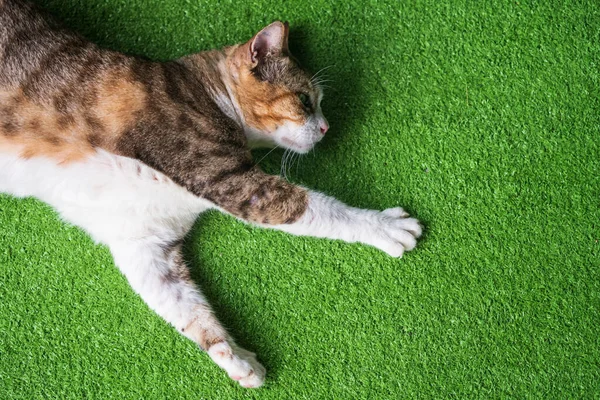 Милий Жовтий Таббі Кіт Лежить Розтягує Передню Ногу Підробленій Зеленій — стокове фото
